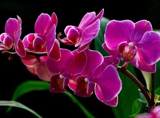 蝴蝶蘭什么時候開花，蝴蝶蘭一年開幾次花