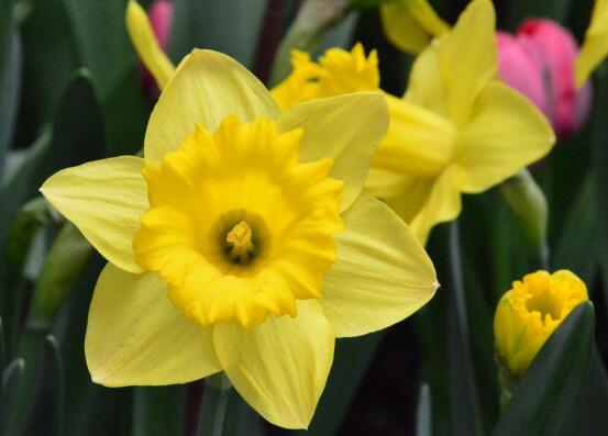 洋水仙有哪些品種，盤點(diǎn)五大最好看的品種