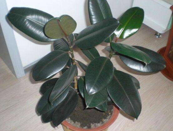 橡皮樹的好處，六大好處深受喜愛