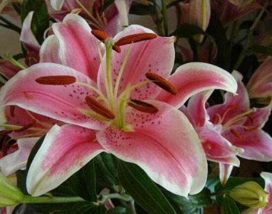 香水百合花語，一種純潔、一種與世無爭