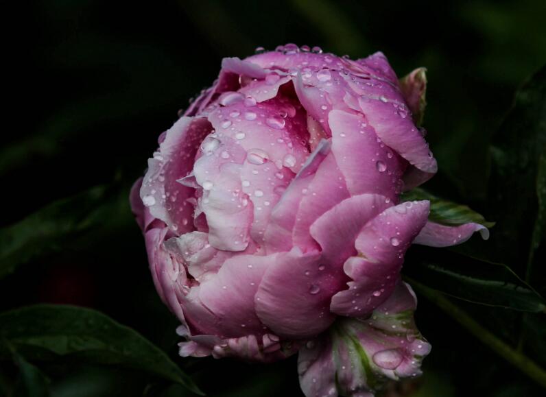 芍藥花茶副作用，3種禁忌要注意