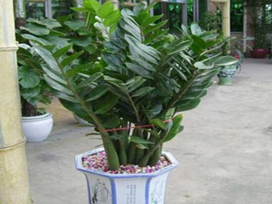 金錢樹可以水培嗎，金錢樹水培方法和注意事項