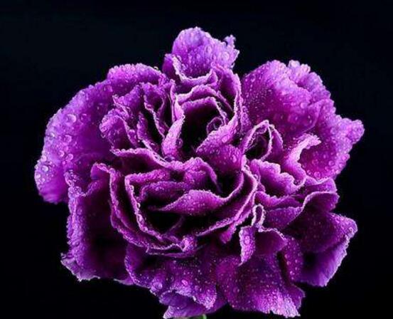 康乃馨可以吃嗎，可以吃/可制作成一道美味佳肴