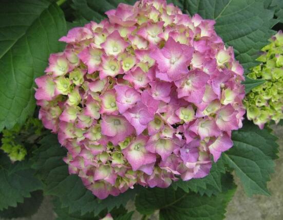 臭繡球花的養(yǎng)殖方法和注意事項，臭繡球花八大養(yǎng)殖基本方法