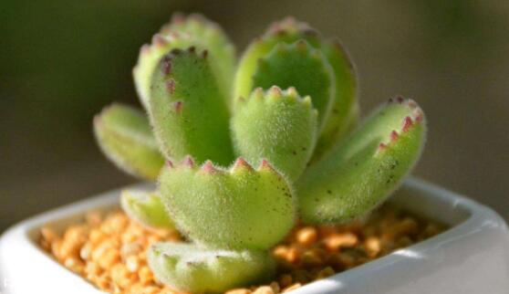 熊童子怎么養(yǎng)才能飽滿，老農(nóng)總結(jié)五個(gè)重要養(yǎng)護(hù)措施