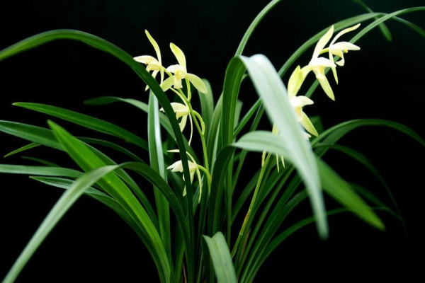 蘭花多長(zhǎng)時(shí)間澆一次水，按照季節(jié)變化調(diào)整