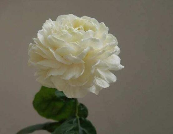 虎頭茉莉怎么施肥，4個(gè)小技巧解決施肥疑難問(wèn)題