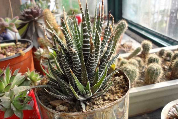 條紋十二卷怎么養(yǎng)，保證充足的光照