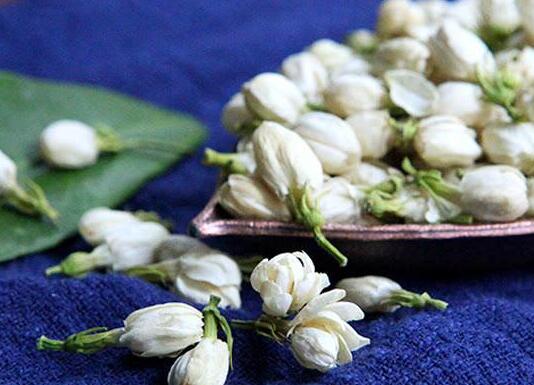 茉莉的花語，地區(qū)和數(shù)量不同代表的寓意也不同