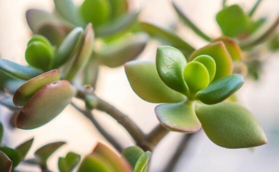 燕子掌掉葉子怎么辦，老農(nóng)教你三種最直觀解決方法