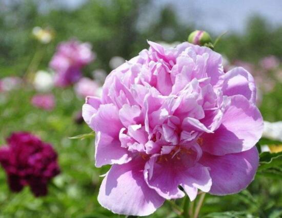 芍藥花幾年開花，每年只含苞盛放一次(花期5-6月)