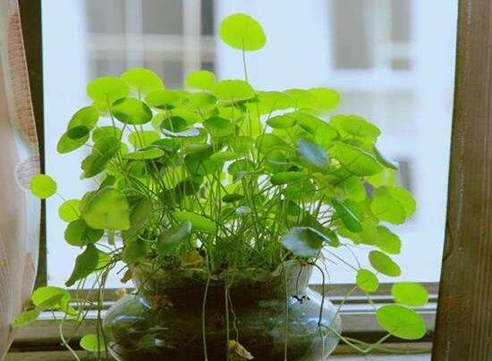 銅錢草有毒嗎，銅錢草可以放在臥室嗎