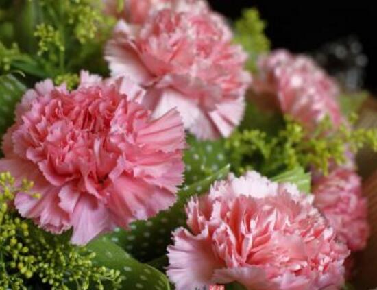 康乃馨怎么養(yǎng)，康乃馨的養(yǎng)殖方法和注意事項