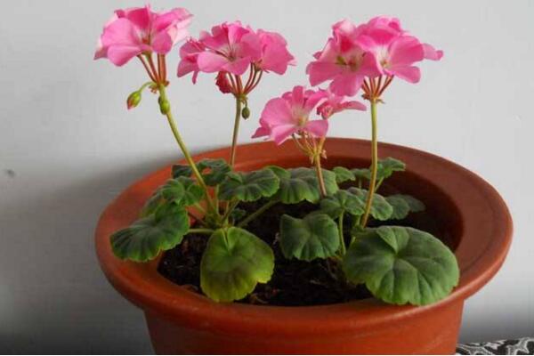 天竺葵打頂摘心圖解，摘心時間在每年的春秋季