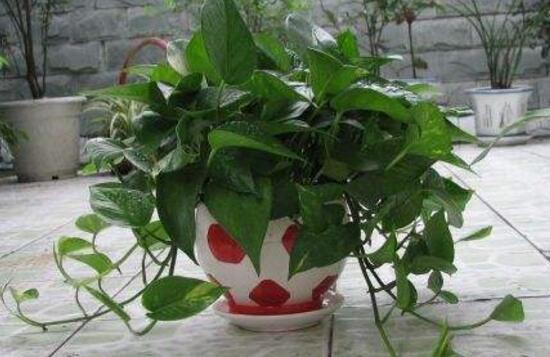 綠蘿好養(yǎng)嗎，綠蘿的養(yǎng)殖方法和注意事項