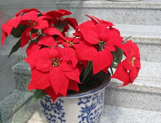 一品紅花語是什么，一品紅花語代表著我的心正在燃燒