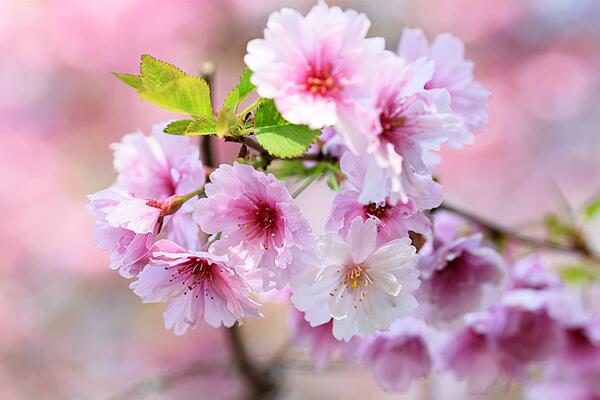 櫻花開花后怎么養(yǎng)護(hù)，及時(shí)修剪并補(bǔ)充養(yǎng)分
