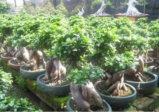北方榕樹盆景怎么養(yǎng)，教你七種簡單易學(xué)養(yǎng)殖方法