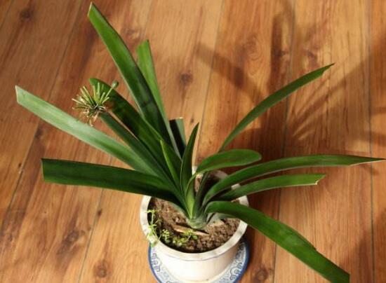 君子蘭怎么澆水，君子蘭澆啤酒的好處/促進生長