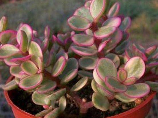 雅樂(lè)之舞怎么養(yǎng)才變紅，教你五種最快速變紅好方法