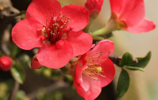 海棠花花語是什么，海棠花為什么叫斷腸花