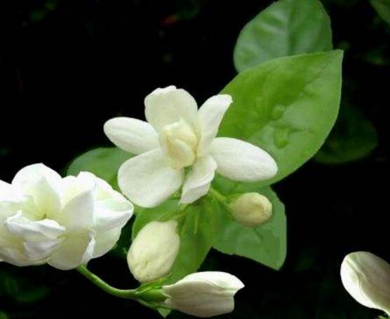 茉莉花施什么肥好，茉莉花施磷鉀肥和有機(jī)肥最好