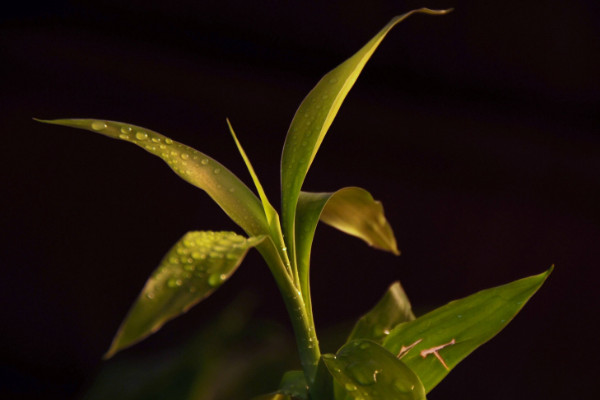 富貴竹葉發(fā)黃怎么辦，遮光給水/追肥換盆