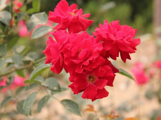 月季花怎么養(yǎng)，月季花的養(yǎng)殖方法