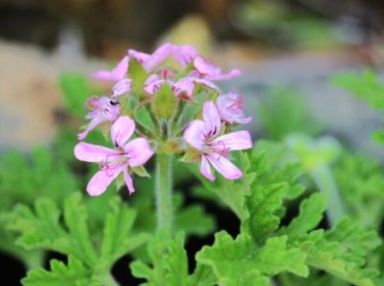 香葉天竺葵的養(yǎng)殖方法，老農(nóng)歸納出最有效的八大養(yǎng)殖方法