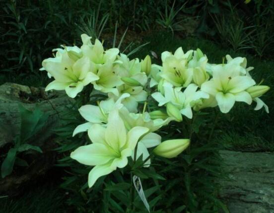 哪種百合花最香，白、黃、粉、狐尾百合香飄四溢