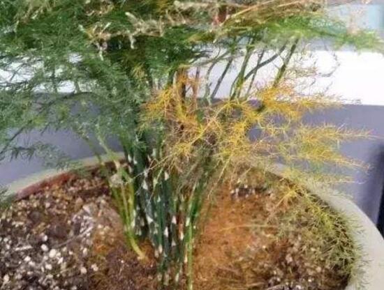 文竹病蟲害有哪些，文竹的病蟲害防治