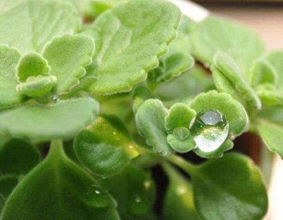 碰碰香爛根處理方法，老農(nóng)總結(jié)兩種最簡單有效措施(輕度與重度)