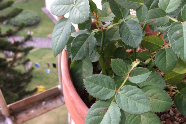 玫瑰花葉子黃了怎么辦，調(diào)節(jié)水分/改善光照和溫度