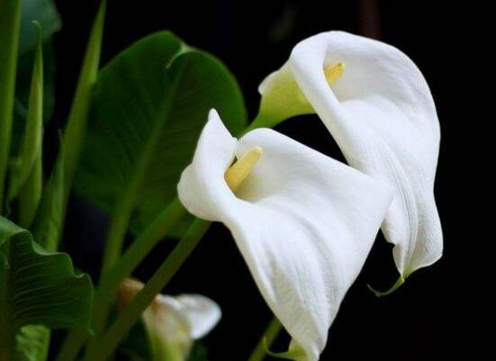 馬蹄蓮怎么施肥，馬蹄蓮的施肥方法