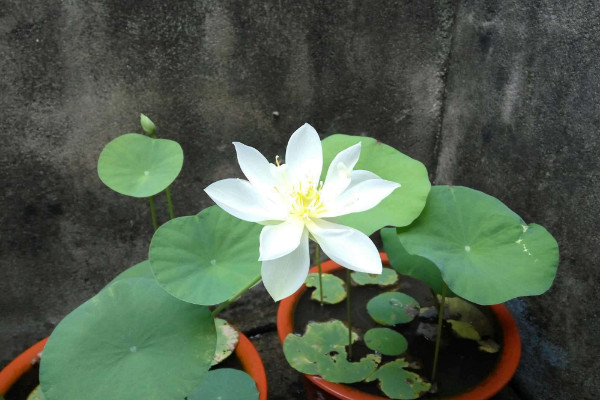 碗蓮的種法和注意事項(xiàng)，日均光照時(shí)長不得小于4小時(shí)