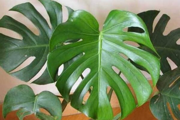 龜背竹除甲醛嗎，可以除甲醛但效果一般