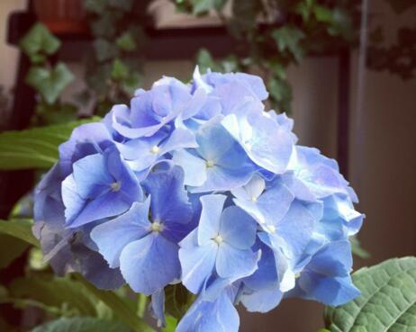 繡球葉子發(fā)黃怎么辦，光照太強(qiáng)澆水不當(dāng)都會(huì)引起發(fā)黃