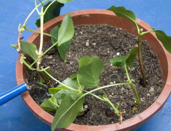 繡球花夏天可以扦插嗎，抑制生根、存活慢(不適宜)