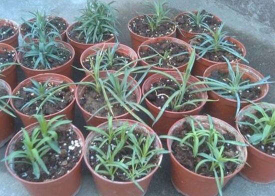 盆栽康乃馨怎么繁殖，康乃馨扦插方法圖解