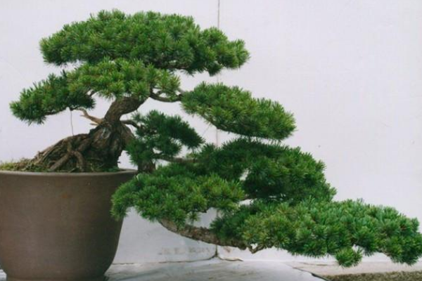 羅漢松盆景圖片欣賞，習(xí)性、分布以及作用