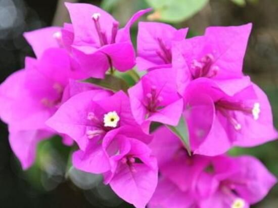 三角梅有毒嗎，三角梅可以放在臥室嗎/有毒不可以