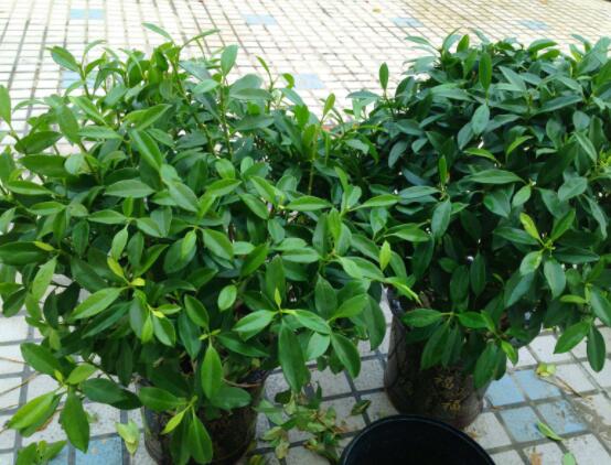 平安樹葉子發(fā)黃掉落怎么辦，教你四種解決辦法快速恢復(fù)生機(jī)