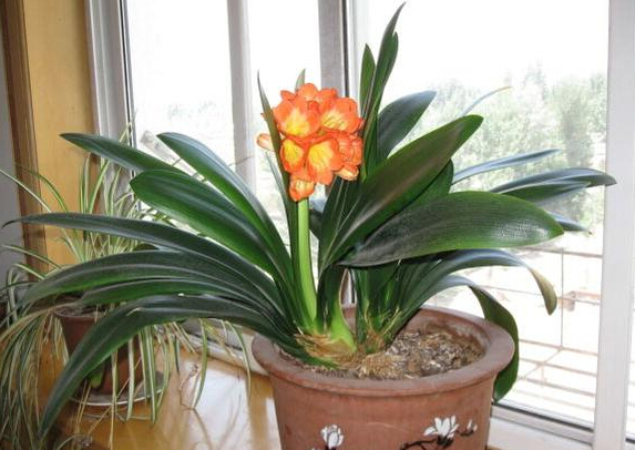 冬季君子蘭怎樣施肥，冬天開花季節(jié)要多施肥