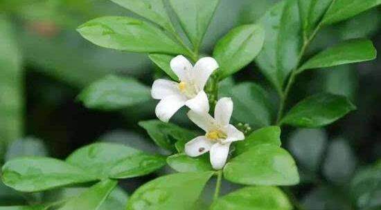 茉莉不開花是什么原因，注意這六點(diǎn)讓你的茉莉花爆盆