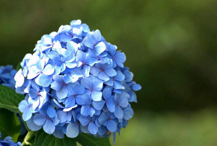 繡球花爛根怎么辦，3種爛根的挽救方法