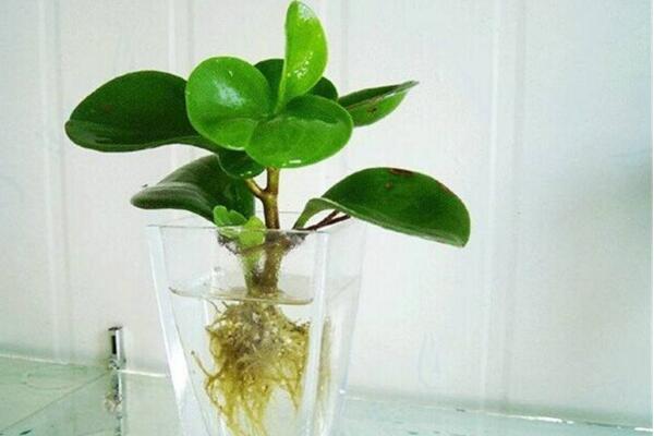 豆瓣綠可以水培嗎，豆瓣綠水培詳細步驟