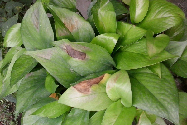 綠蘿蔫了怎么辦，減少水分和光照(保證通風(fēng)稀釋肥害)