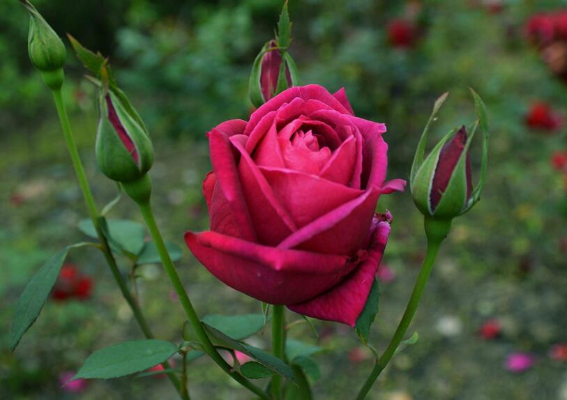 月季花如何壓條繁殖，要進(jìn)行環(huán)剝、培土等4個(gè)步驟才行