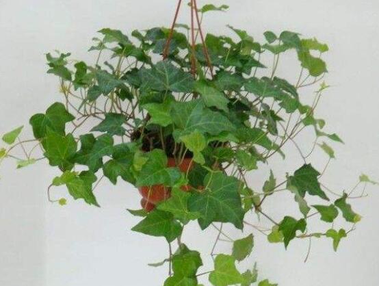 常春藤干枯了還會(huì)活嗎，干枯后存活四種解決辦法