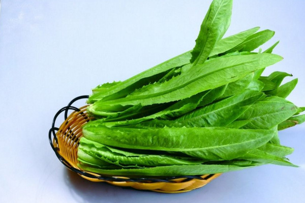 油麥菜生長(zhǎng)溫度